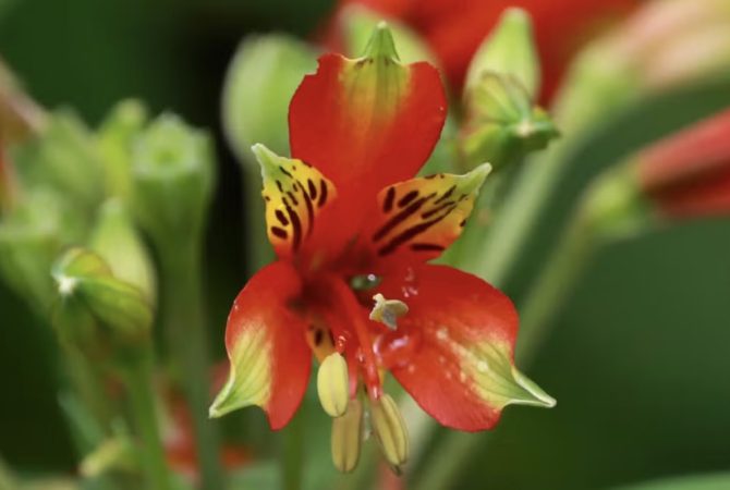 Fotografia feita em trilha leva à descoberta de nova espécie de flor em Santa Catarina
