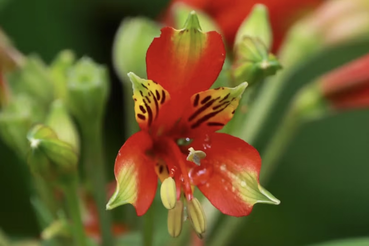 Fotografia feita em trilha leva à descoberta de nova espécie de flor em Santa Catarina, Alstroemeria cunha – Divulgação/João Paulo Durante