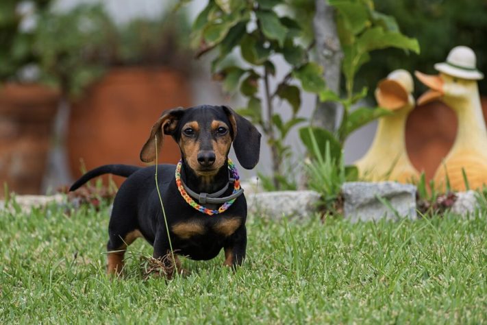 História de cadela Daisy que venceu a obesidade extrema comove a internet – Jules Verne Times Two/julesvernex2.com/CC-BY-SA-4.0