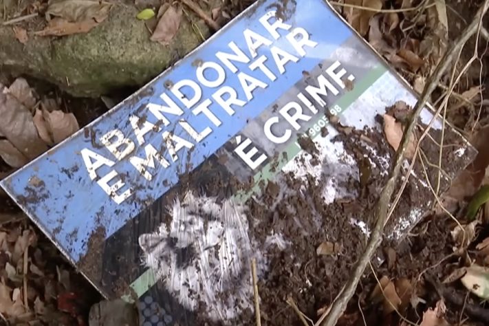 Ilha com mais de 700 gatos abandonados desafia autoridades de Mangaratiba, no Rio de Janeiro - Reprodução/Record TV