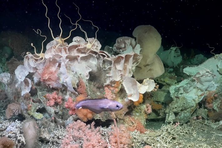 Cientistas descobrem novas espécies nas profundezas do oceano da Patagônia argentina - Reprodução/Schmidt Ocean Institute