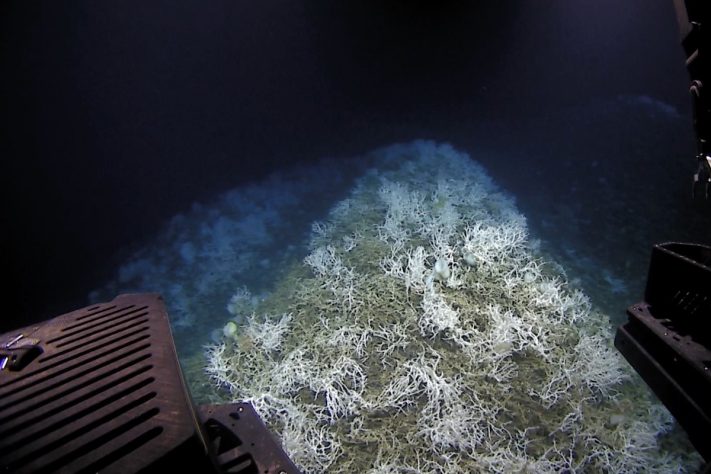 Planalto de Blake (Blake Plateau) – Global Foundation For Ocean Exploration