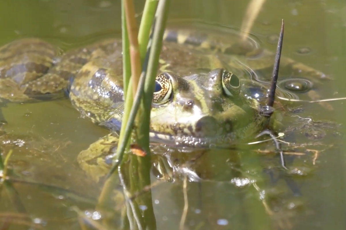 A rÃ£-touro, tambÃ©m conhecida internacionalmente como bullfrog-americana, Ã© considerada uma das maiores espÃ©cies de rÃ£s do mundo, podendo atingir mais de 20 centÃ­metros de comprimento e pesar acima de 500 gramas em alguns casos. A espÃ©cie possui coloraÃ§Ã£o que varia entre tons de verde, marrom e oliva, geralmente com manchas escuras espalhadas pelo corpo.