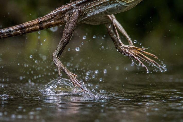 Tamanquaré amazônico (Plica plica) - Imagem gerada por IA