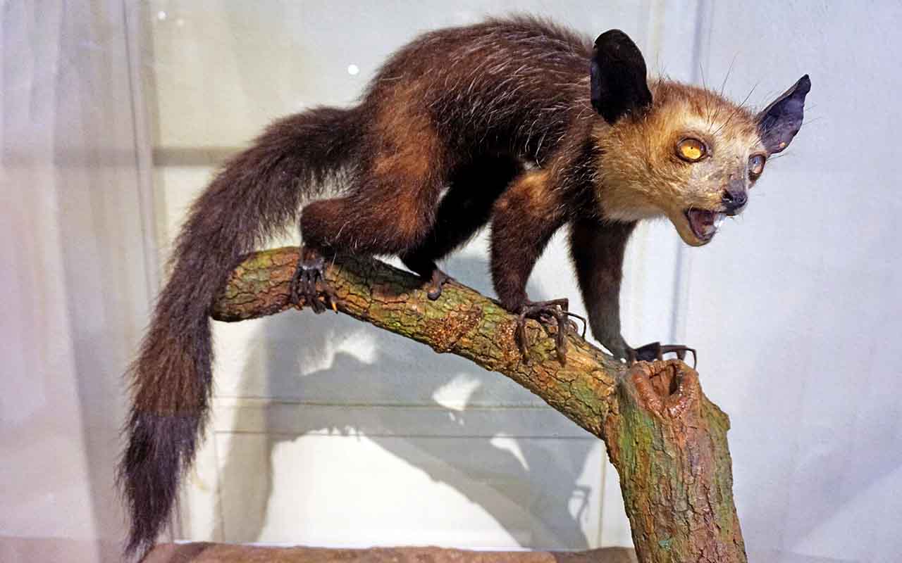 Em Madagascar, muitos acreditam que esse primata traz mau presságio ou até a morte. Por isso, ele é perseguido injustamente, o que aumenta o risco de extinção.
