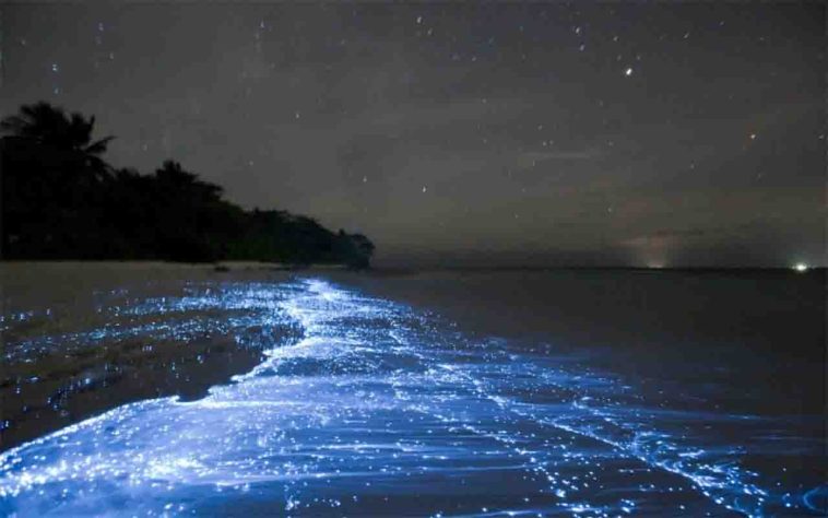 Mar Iluminado - bioluminescência