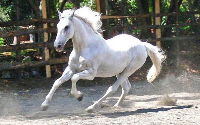 incríveis raças de cavalo 