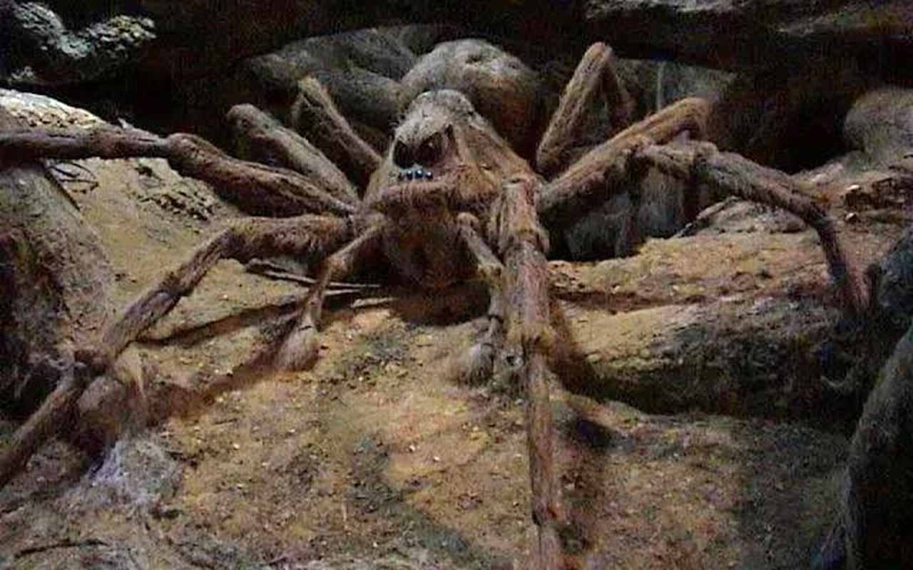 Aragogue – Acromântula gigante criada por Hagrid. Apesar de fiel a ele, sua colônia de aranhas é hostil a humanos, o que causa um momento de grande perigo para Harry e Ron.