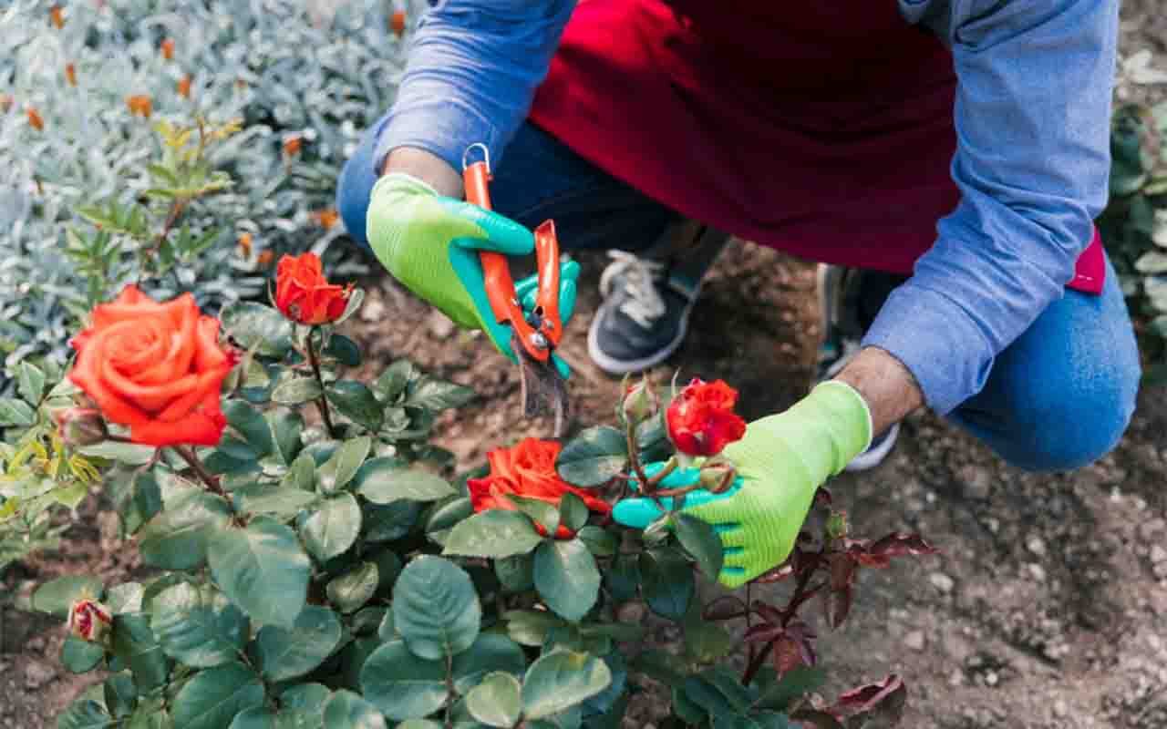 A poda anual estimula a floração e fortalece o arbusto. Também é importante retirar folhas secas e galhos doentes para prevenir pragas e doenças.