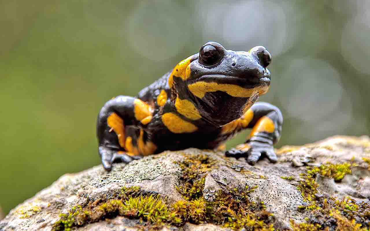 Como depende de ambientes com alta umidade para evitar a desidratação, a salamandra-de-fogo costuma permanecer escondida durante o dia sob pedras, troncos caídos ou entre a vegetação, tornando-se mais ativa à noite ou após períodos de chuva.
