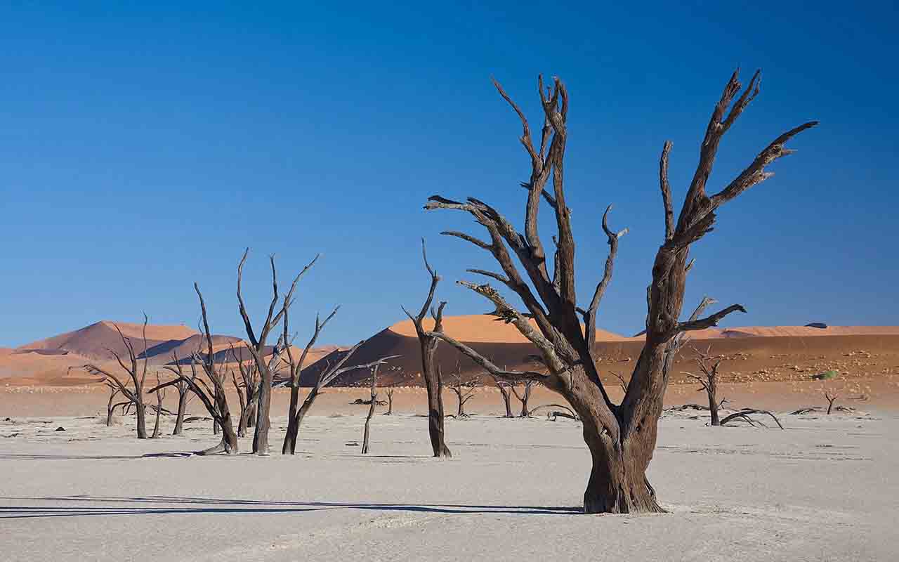 As árvores de Deadvlei morreram quando as fontes de água secaram, mas o clima árido impediu sua decomposição. Os troncos permaneceram petrificados, intactos até hoje. Caminhar entre elas é como testemunhar um passado congelado no tempo, o que torna o Deadvlei um dos maiores cartões-postais do país africano. 