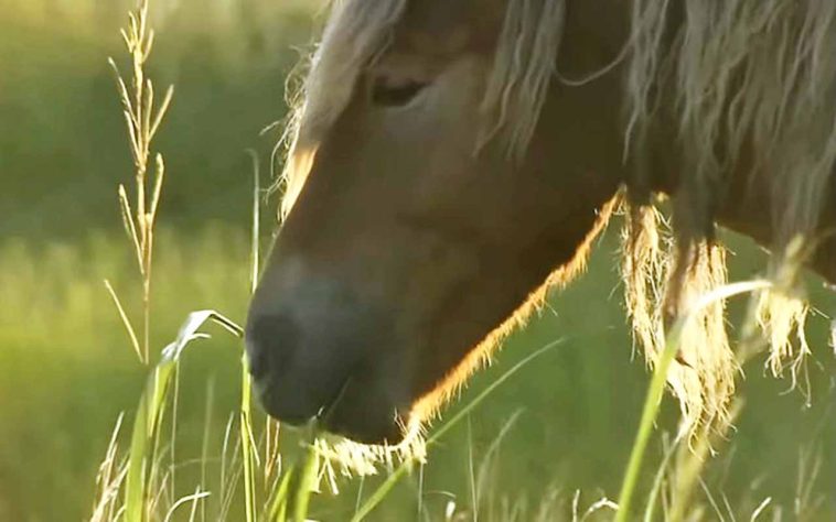Cavalos selvagens na Ilha Sable, Nova Escócia, Canadá - Reprodução/YouTube