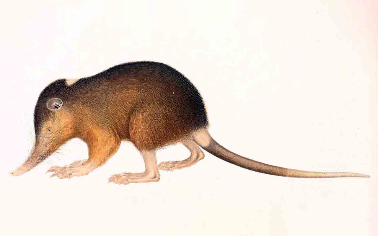 Apesar de não representar grande risco para humanos, o almiqui é um dos mamíferos venenosos mais antigos do planeta. Estudos indicam que seus ancestrais existem há cerca de 70 a 80 milhões de anos, ainda no período dos dinossauros, no fim do Cretáceo. Atualmente, está ameaçado de extinção devido à perda de habitat.
