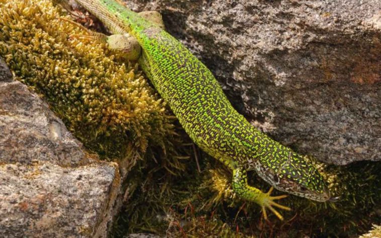 Salamandra - Tobias Wurzer/Pixabay