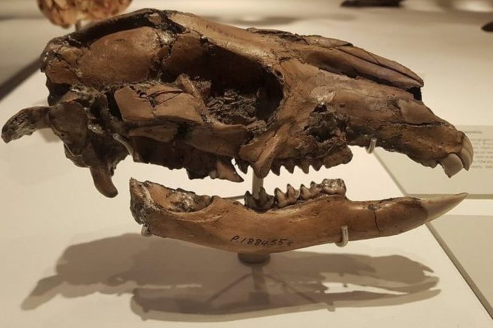 Fóssil de canguru-gigante (Protemnodon)
