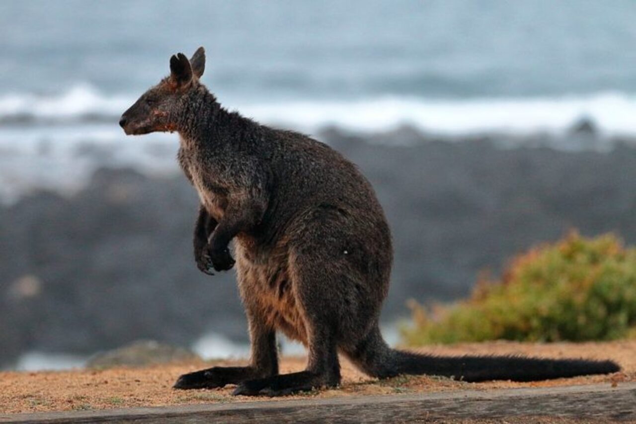 Os cangurus-wallaby são menores e têm pernas mais curtas, o que os torna mais adequados para viver em florestas.Herbívoros, os cangurus se alimentam de uma variedade de plantas, incluindo grama, folhas e frutas. Eles são animais sociais e vivem em grupos chamados de 
