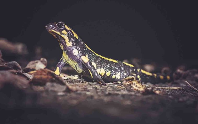 Salamandra-de-fogo