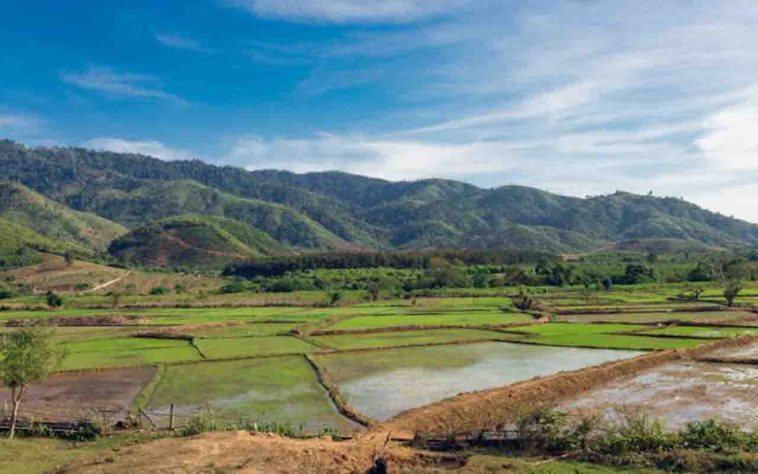 Plantações no Laos - Pexels/Thái Trường Giang