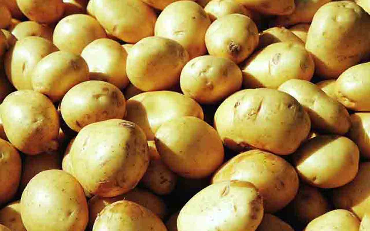 A batata-inglesa é um tubérculo com ótima quantidade de fibras e amido resistente. Esse tipo de carboidrato age como fibras no organismo, ajudando a prolongar a saciedade, diminuindo a vontade de comer e promovendo a perda de peso