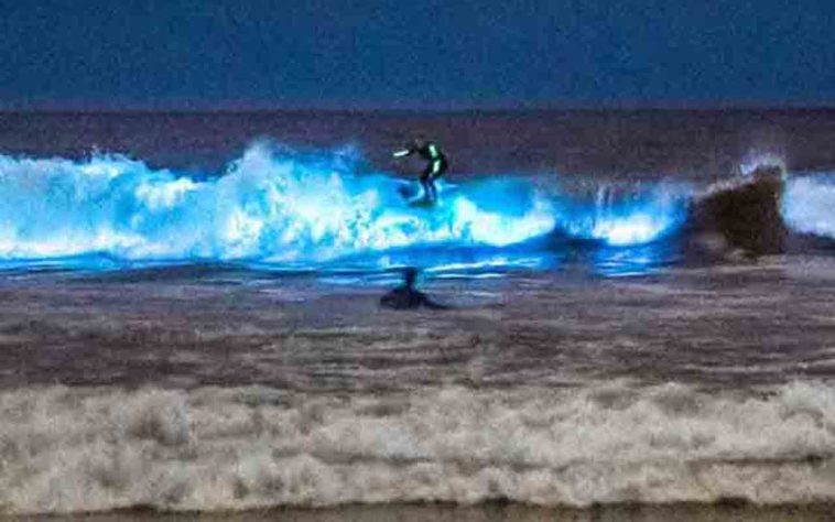 Mar Iluminado - bioluminescência