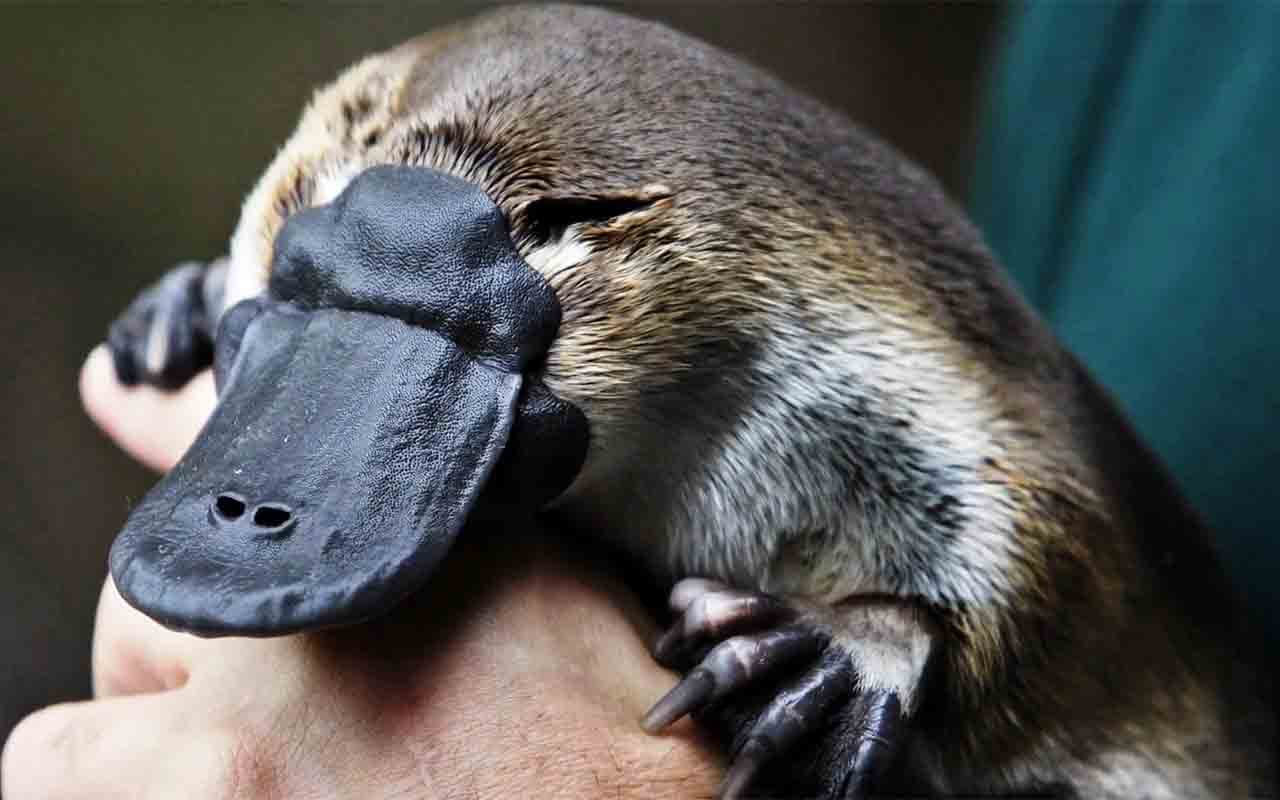 ORNITORRINCO - Mamífero semiaquático nativo da Austrália que chama atenção por sua aparência incomum, com bico semelhante ao de pato e corpo coberto por pelos densos. Ele pertence ao grupo dos monotremados, que botam ovos.

O veneno não costuma ser fatal para humanos, mas provoca dor intensa e pode causar inchaço prolongado. Acredita-se que seja usado principalmente em disputas entre machos, e não para caça.