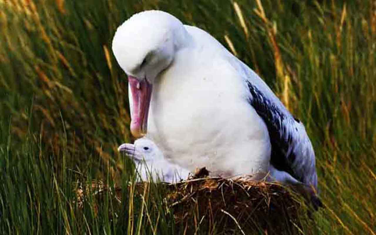 Tordas e albatrozes: Essas aves marinhas preferem fazer ninhos em penhascos escarpados e à beira de penhascos à beira-mar, onde os filhotes estão relativamente protegidos dos predadores, mesmo que em áreas de difícil acesso.
