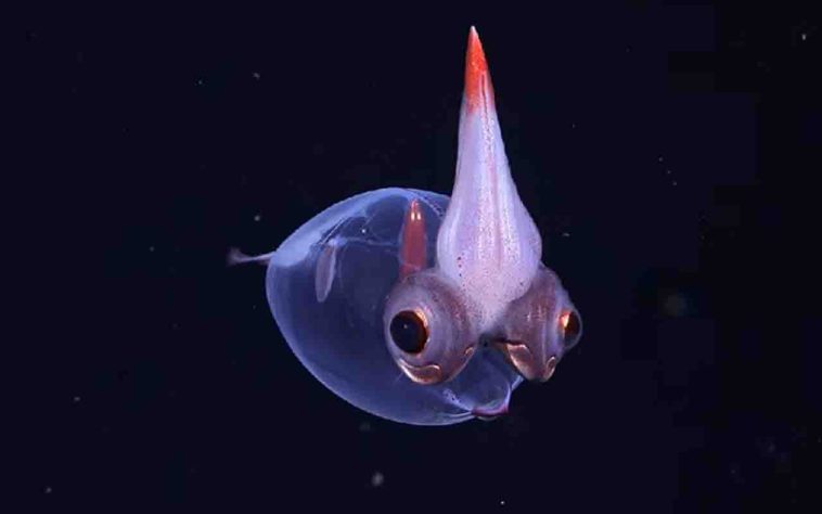 Cientistas descobrem novas espécies nas profundezas do oceano
