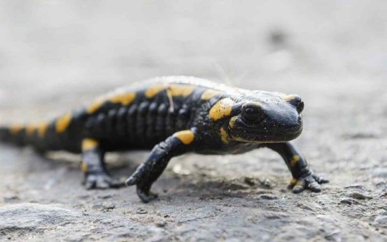 Salamandra-de-fogo - Wikimedia Commons/Vasyl Krasnoshtan