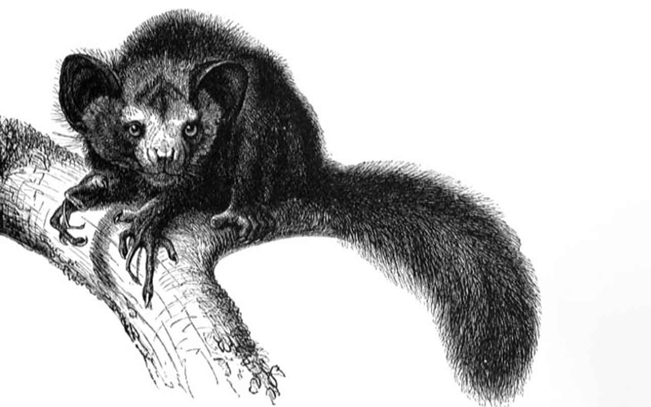 Naturalistas do século XVIII ficaram impressionados ao descrevê-lo pela primeira vez. Desde então, o Aie-Aie tornou-se símbolo da biodiversidade única de Madagascar.O nome “Aye-Aye” teria surgido de expressões locais de espanto. Até sua denominação reflete o impacto que causa em quem o encontra.
