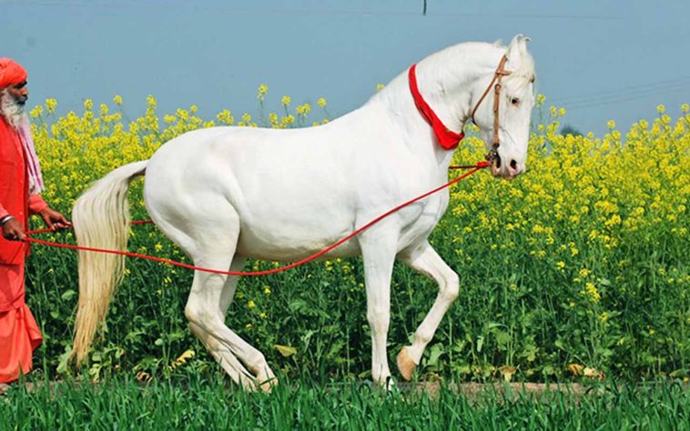 incríveis raças de cavalo 