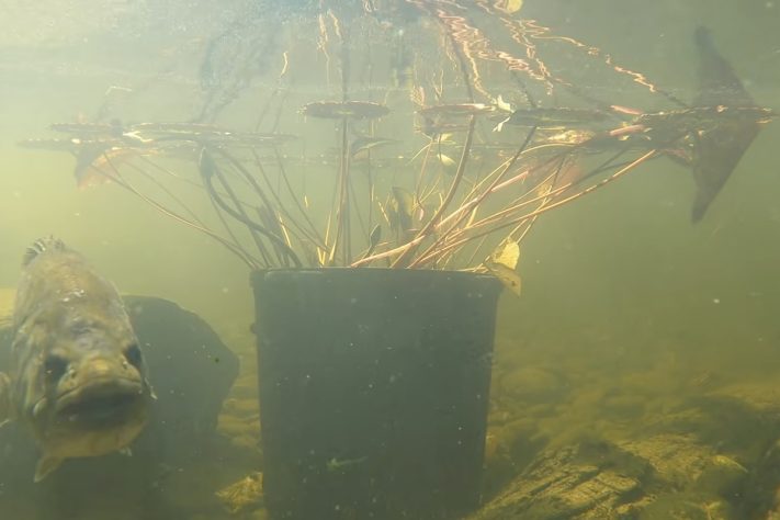 Crimson Oak Pond, Ilhas flutuantes artificiais e milhares de peixes-isca estão revitalizando um lago de 20 mil m² nos Estados Unidos – Reprodução/YouTube BamaBass