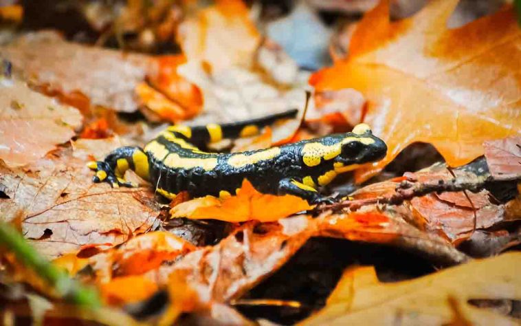 Salamandra-de-fogo