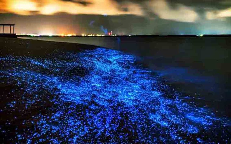Mar Iluminado - bioluminescência
