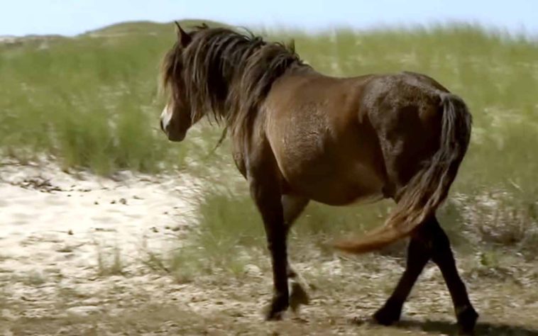 Cavalos selvagens na Ilha Sable, Nova Escócia, Canadá - Reprodução/YouTube