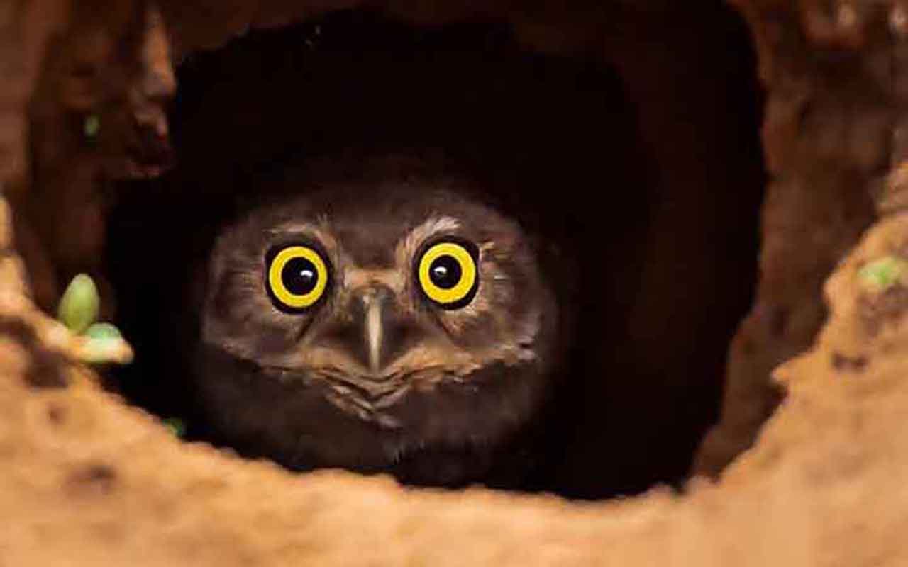 Coruja-buraqueira (Athene cunicularia): Em vez de construir ninhos em Ã¡rvores, essa coruja cava buracos no chÃ£o para criar seu lar. Ela tambÃ©m se apropria de tocas abandonadas de outros animais, como tatus, e costuma decorar a entrada com esterco para atrair insetos que ela come.