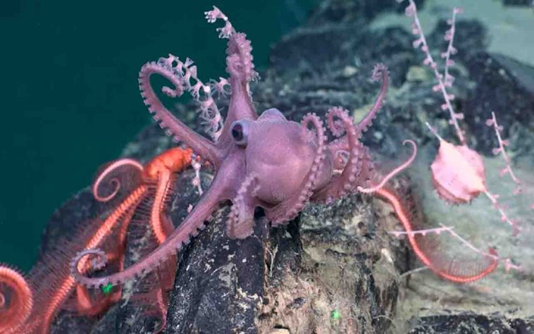 Cientistas descobrem novas espécies nas profundezas do oceano