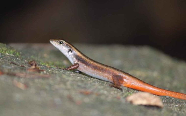 Salamandra - Bibin Michael/Pixabay