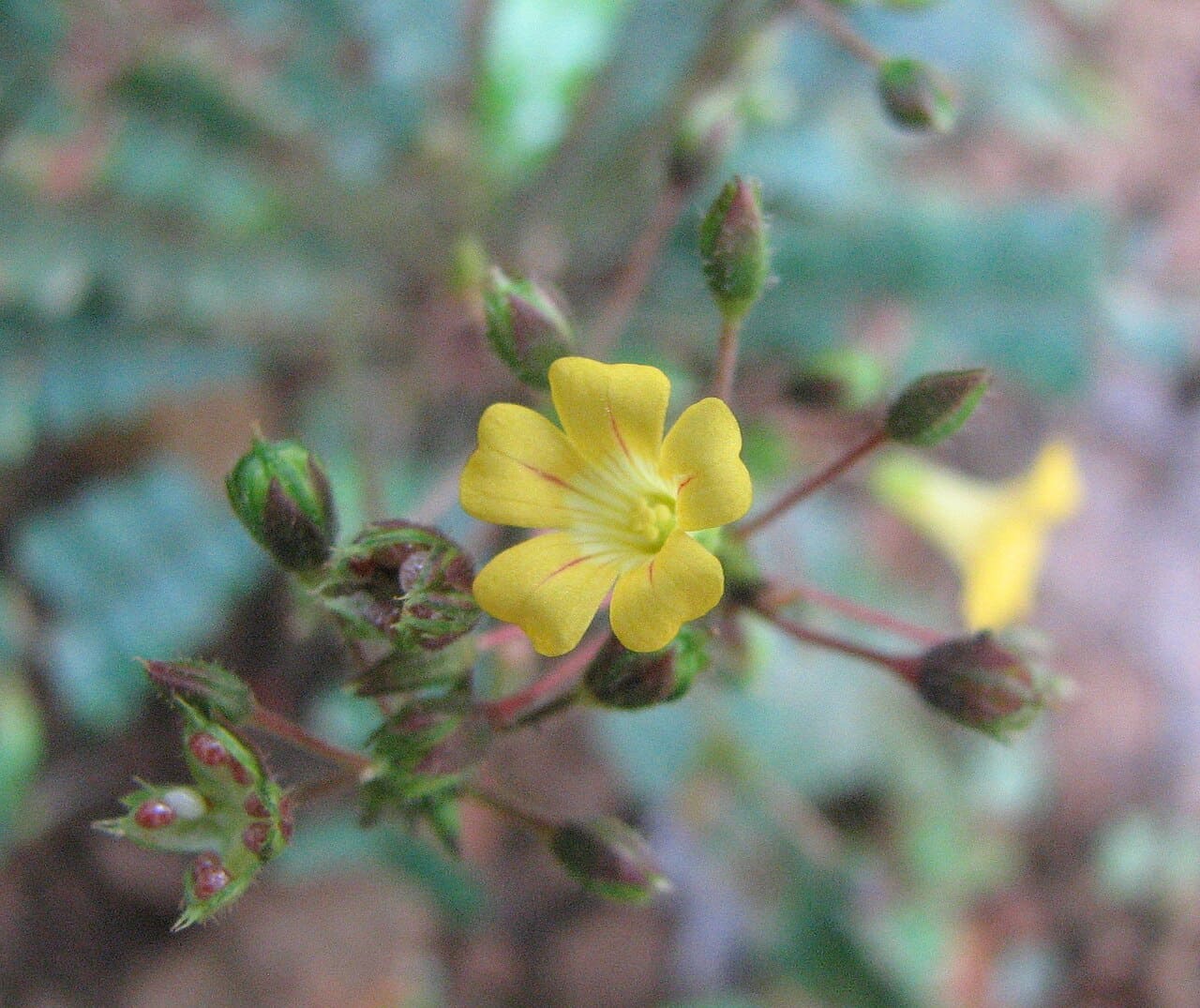 O Biophytum sensitivum é uma pequena planta herbácea que reage ao toque retraindo suas folhas delicadas. Achada em regiões tropicais da Ásia e tem sido usada em práticas medicinais tradicionais por suas propriedades anti-inflamatórias. Sua resposta rápida ao estímulo reforça a diversidade de espécies sensitivas no mundo vegetal. Pesquisadores analisam seus compostos bioativos para uso farmacológico. 