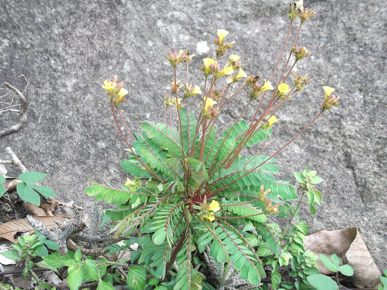 Em várias culturas, plantas sensitivas foram associadas a símbolos de humildade e respeito. O ato de se fechar diante do toque humano era interpretado como reverência, o que enfatiza que esse aspecto cultural reforça a ligação entre ciência e imaginário popular. Na Índia, o Biophytum sensitivum é usado em práticas medicinais e em rituais como símbolo de proteção espiritual.