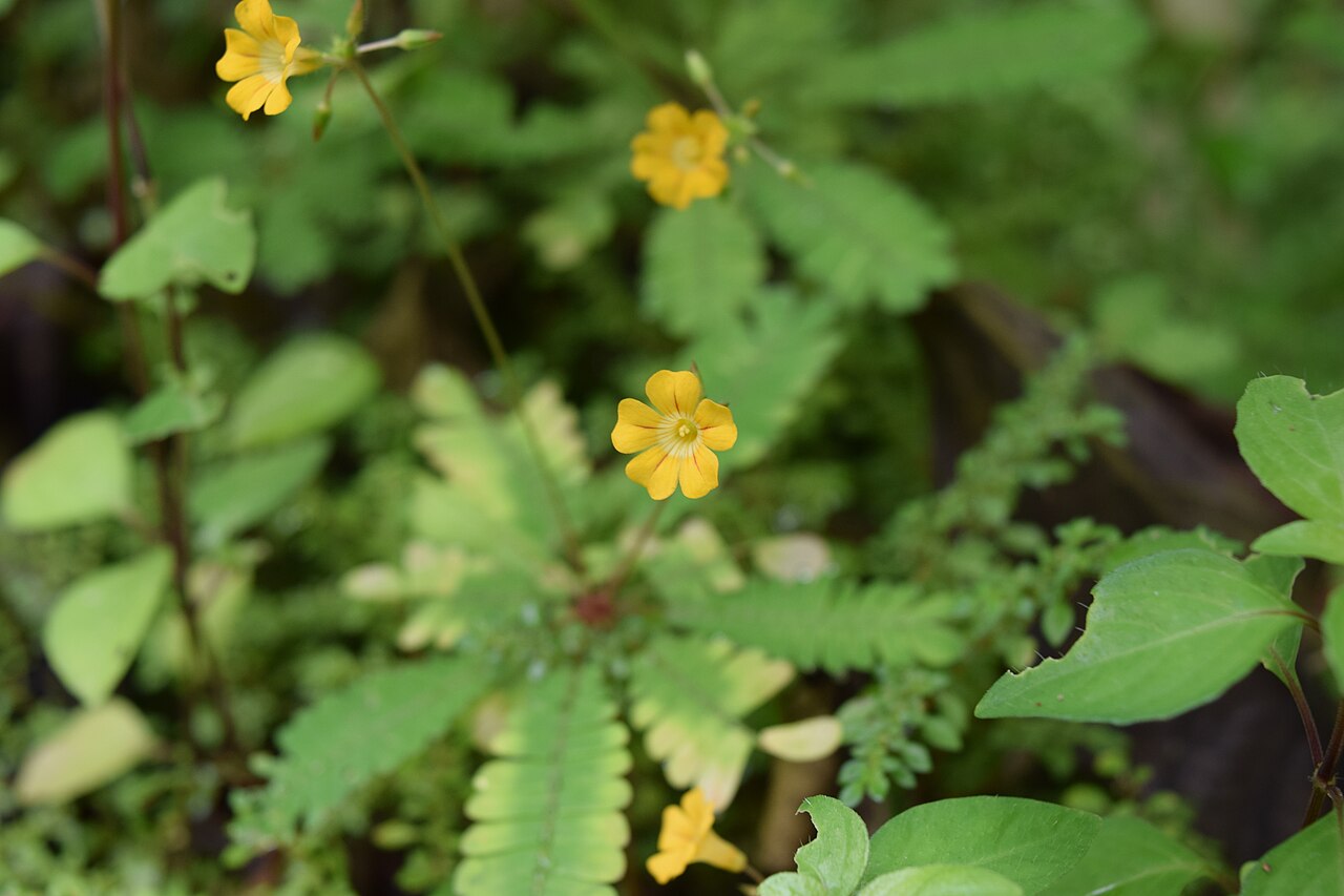 Estudos sobre plantas sensitivas inspiram projetos de engenharia que buscam replicar movimentos rápidos sem motores. A biomimética utiliza esses modelos para criar dispositivos flexíveis e responsivos, e o potencial vai desde robôs leves até sistemas de proteção ambiental.
Pesquisadores avaliam o uso em sensores de impacto em estruturas, bem como projetos de próteses imitam a resposta rápida das folhas.

