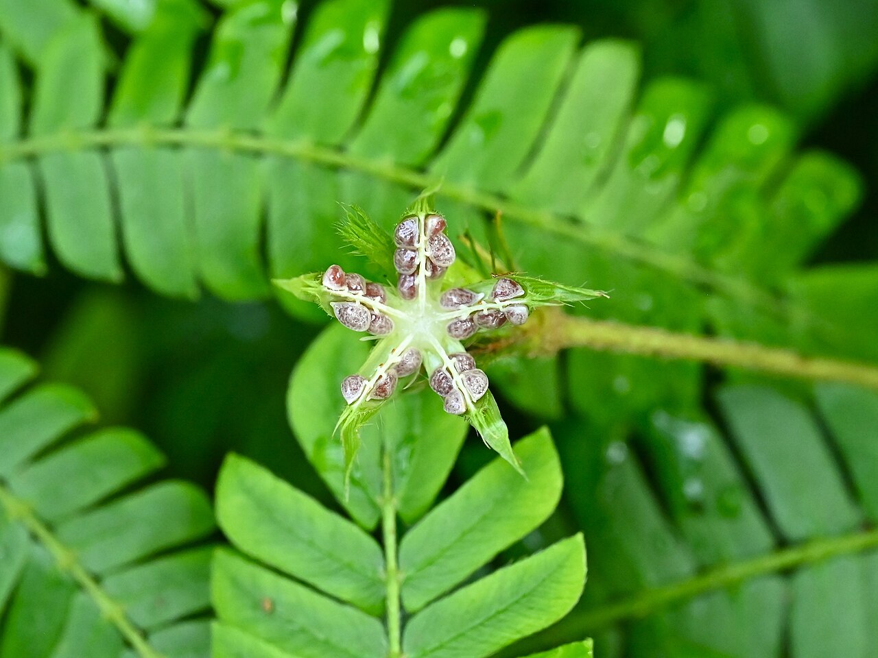 Plantas que se fecham ao toque também desempenham funções relevantes nos ecossistemas. Elas ajudam a regular a presença de herbívoros e a manter o equilíbrio das comunidades vegetais. O fenômeno, além de curioso, é parte essencial da dinâmica natural e
sua reação rápida pode reduzir a perda de água em ambientes secos e contribuir para a proteção contra insetos predadores.