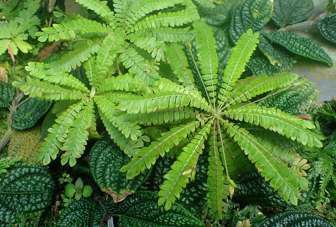 O segredo do movimento está nos pulvinos, estruturas localizadas na base das folhas que funcionam como pequenas articulações que regulam a pressão interna das células. Essa engenharia natural é exemplo de como a biologia vegetal desenvolveu mecanismos sofisticados. Estudos recentes mostram que sinais elétricos percorrem tecidos vegetais em milissegundos, comparáveis a impulsos nervosos em animais.