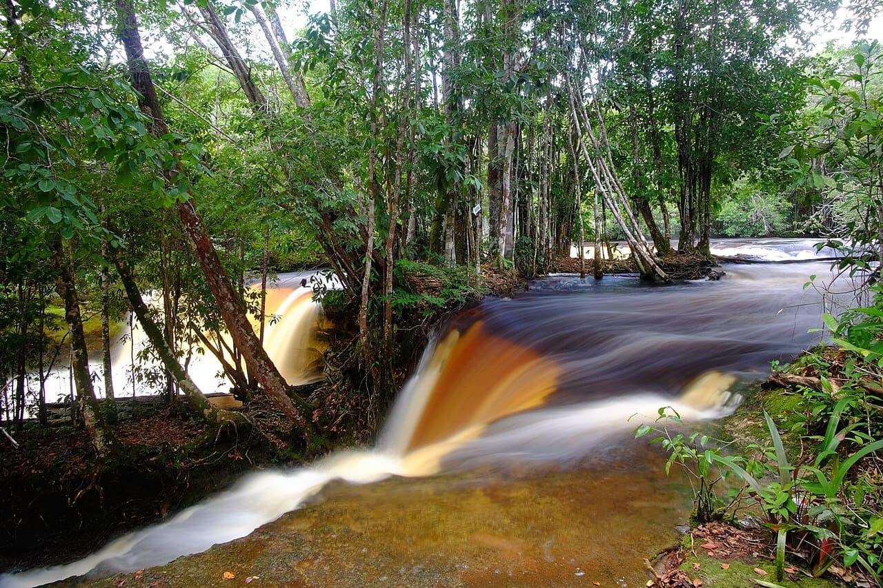 Cerca de 20% dos recursos hídricos do Brasil estão na floresta, que briga mais de 30 mil espécies de plantas, 1,8 mil de peixes continentais, 1,3 mil de aves, 311 de mamíferos e 163 de anfíbios.
