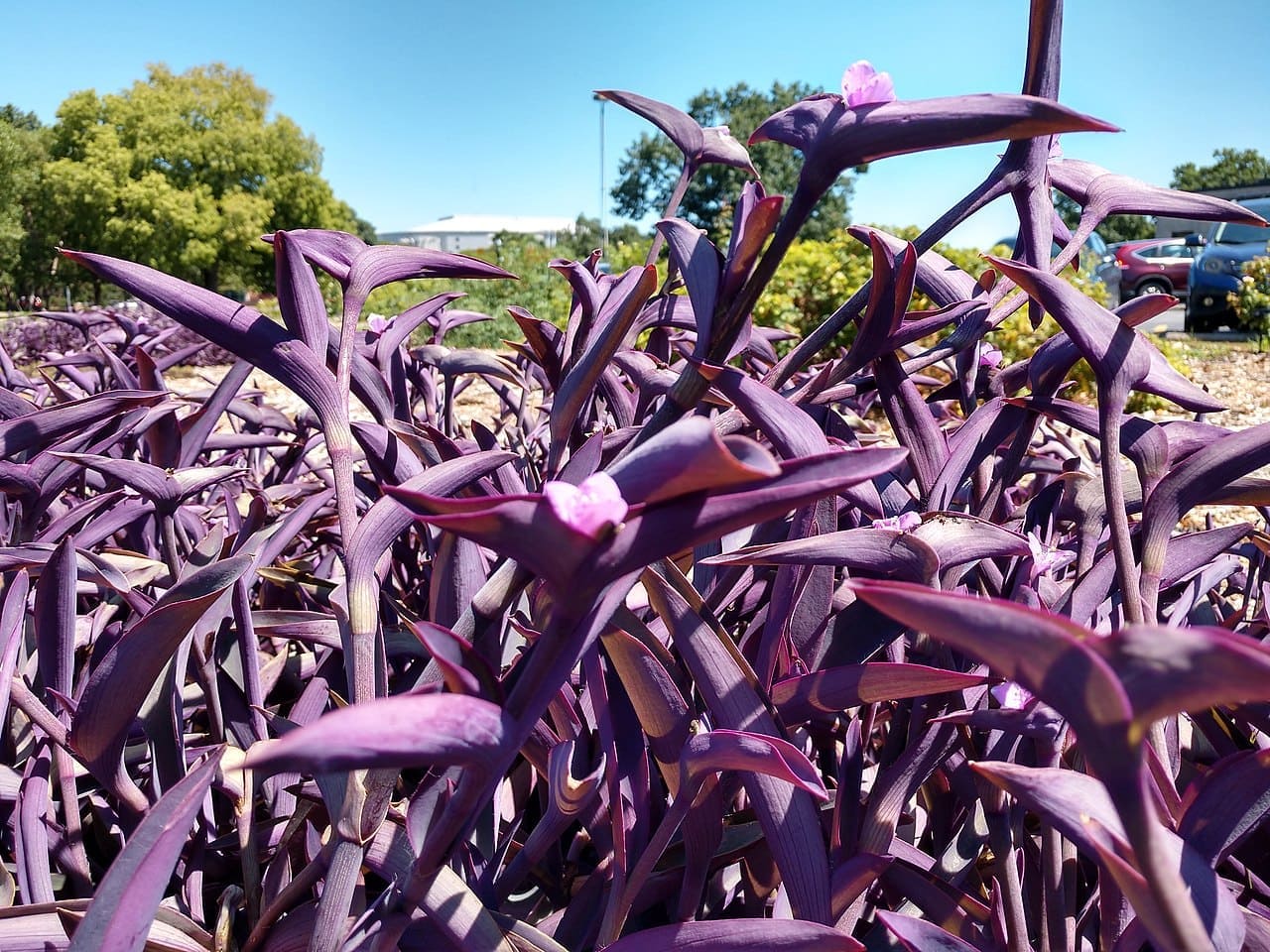 As plantas de folhagem roxa conquistaram espaço no paisagismo por fugirem do tradicional verde predominante. Além de criarem contraste, muitas espécies são fáceis de cultivar e mantêm a coloração durante boa parte do ano.  -  (crédito: Dan Keck  wikimedia commons )