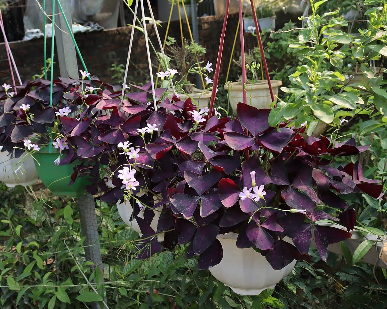 Trevo-roxo (Oxalis triangularis)
Famoso pelas folhas em formato triangular, abre durante o dia e se fecha à noite. O visual delicado faz sucesso em jardins, floreiras e ambientes internos iluminados