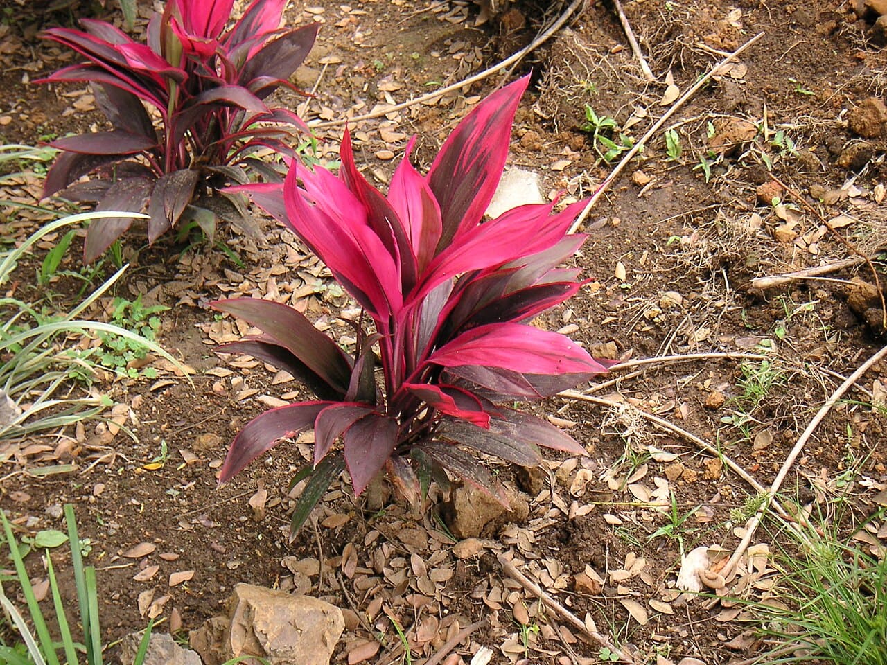 Cordyline roxa (Dracena-vermelha)
Muito usada em projetos tropicais, forma touceiras elegantes com folhas longas em tons de vinho e púrpura com folhas mais avermelhadas e outras roxas.  Funciona bem tanto em jardins quanto em vasos.