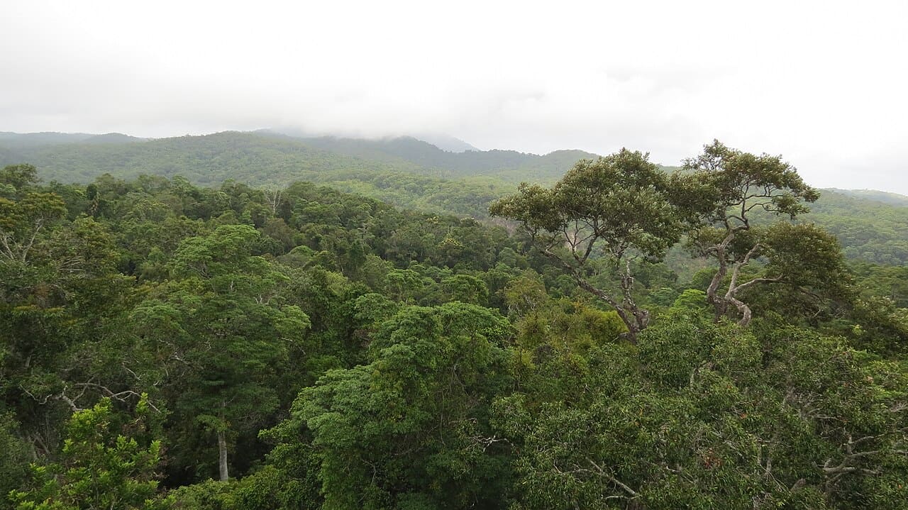 4ª - Floresta Daintree – Austrália - Ocupa uma área de 965 mil km². É a floresta tropical mais antiga do mundo, com mais de 135 milhões de anos. Recebeu o título de Patrimônio Mundial em 1988. Representa um ponto de encontro entre a floresta e uma grande barreira de corais.