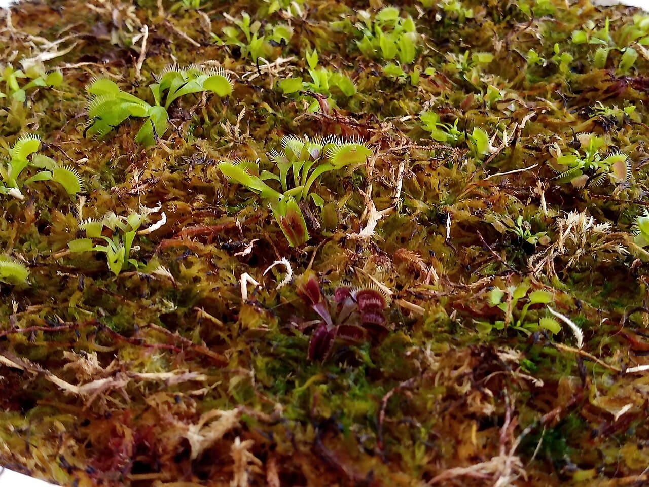 A espécie também desperta interesse científico e é frequentemente utilizada em pesquisas sobre comportamento vegetal. Seus mecanismos de percepção de estímulos, fechamento das armadilhas e resposta ao ambiente ajudam pesquisadores a compreender melhor o funcionamento das plantas.