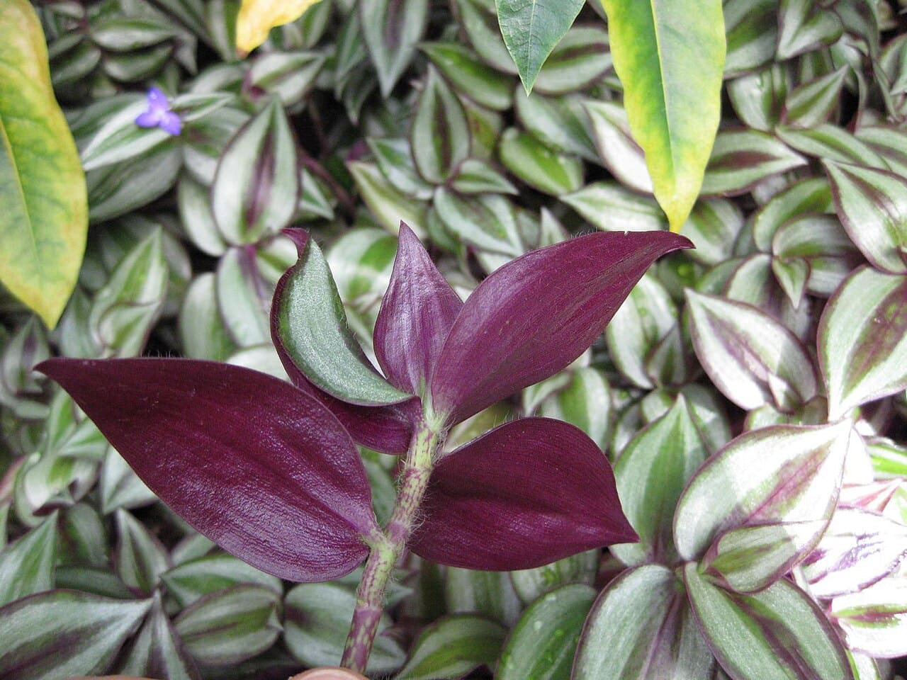 Tradescantia zebrina
Parente da trapoeraba-roxa, possui folhas listradas em verde-prateado e roxo. Seu hábito pendente a torna uma excelente opção para jardineiras e vasos suspensos.