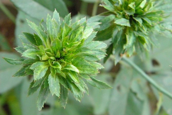 Rosa-verde: a curiosa flor que desafia tudo o que se espera de uma rosa